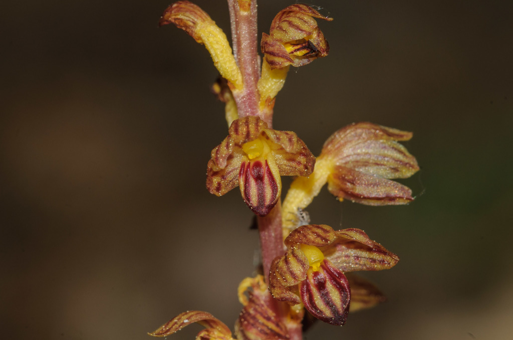 Corallorhiza striata (Striped coralroot), native California herb