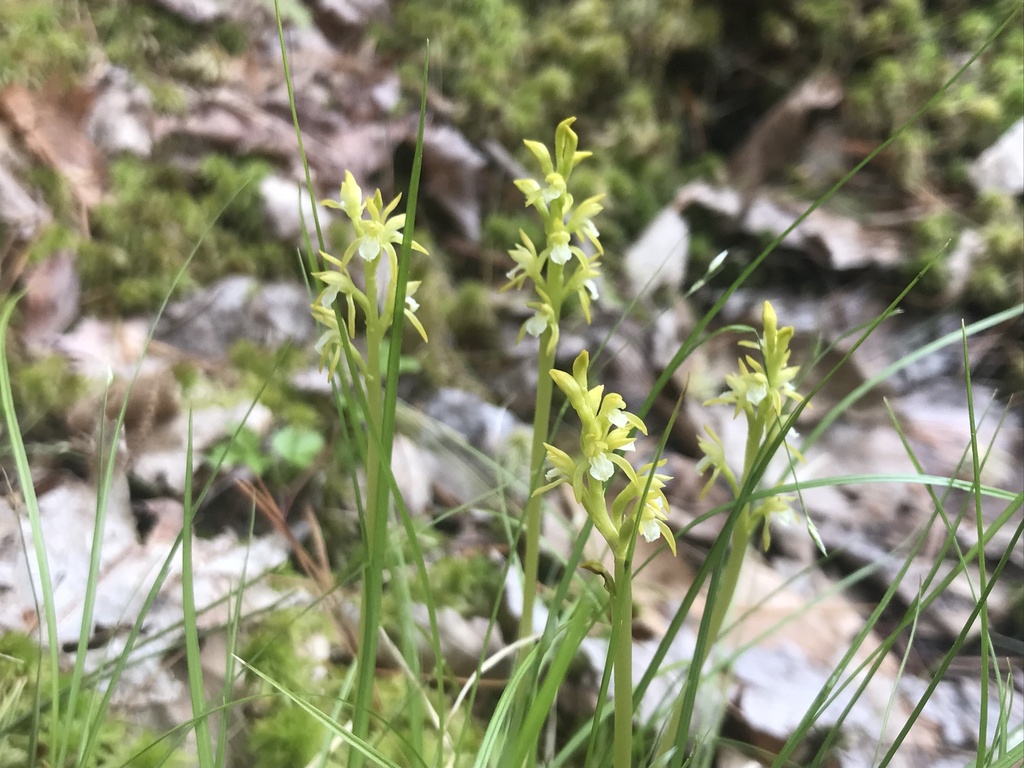 Corallorhiza trifida (Northern coralroot), native California herb