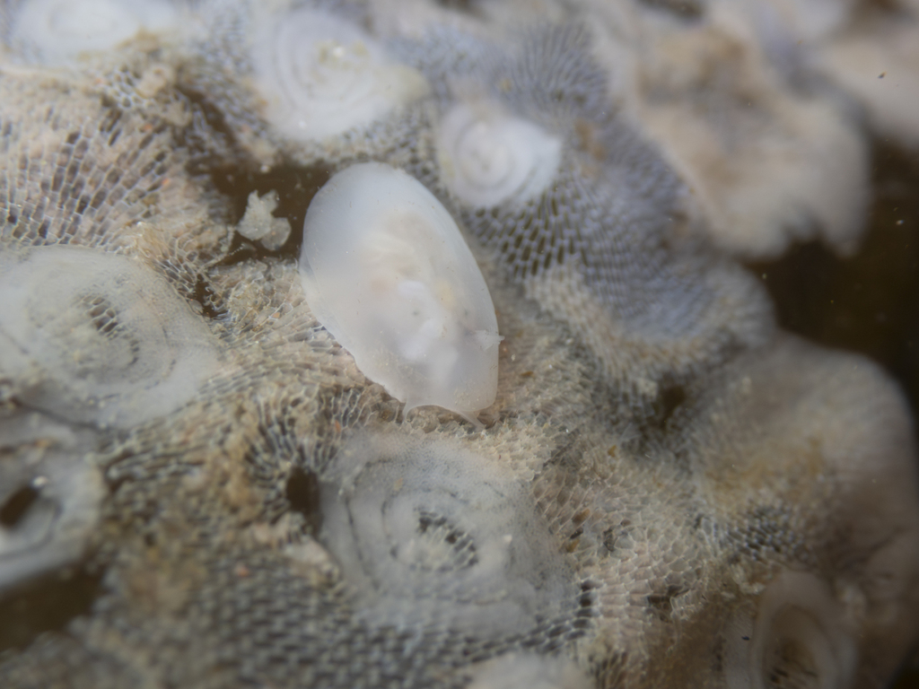Corambe pacifica (Pacific Corambe), California species
