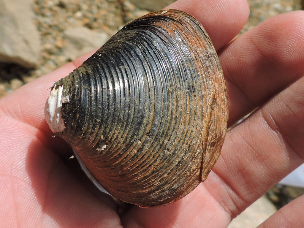 Corbicula fluminea (Asian Clam), California species