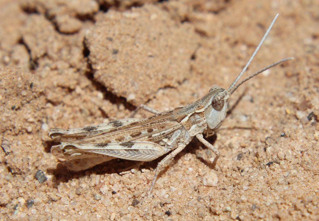 Cordillacris occipitalis (Spotted Wing Grasshopper), California species