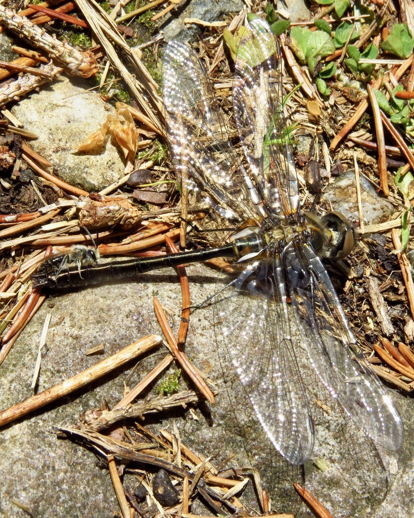 Cordulia shurtleffii (American Emerald), California species