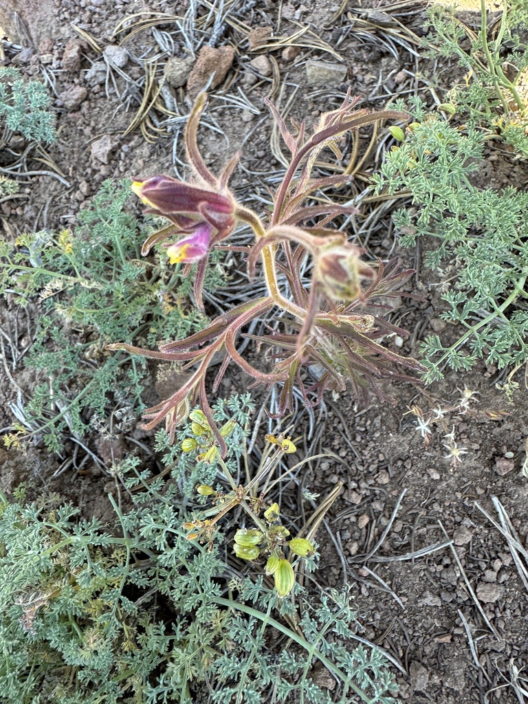 Cordylanthus capitatus (Yakima bird's-beak), native California herb