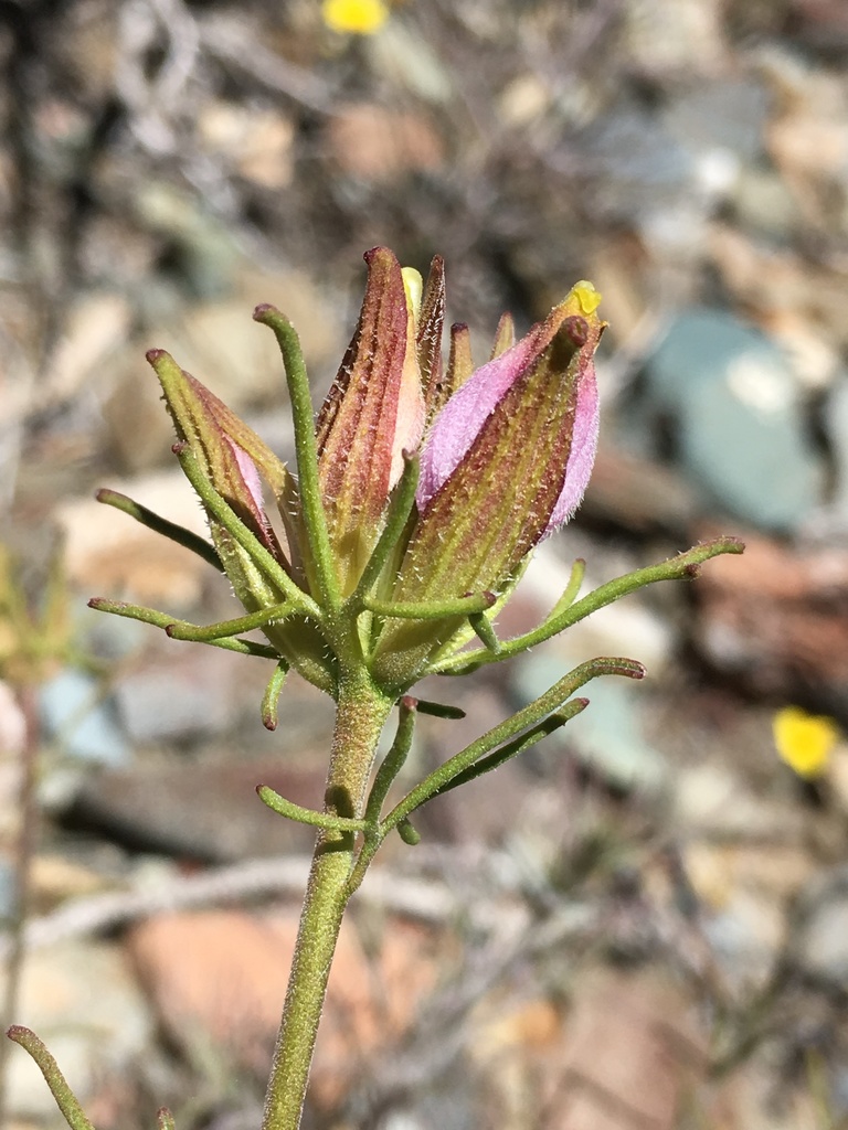 Cordylanthus eremicus (Desert bird's beak), native California herb
