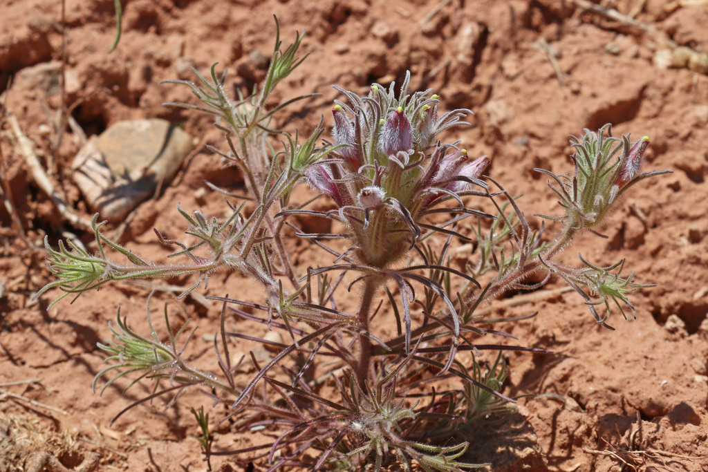 Cordylanthus kingii subsp. helleri, native California herb