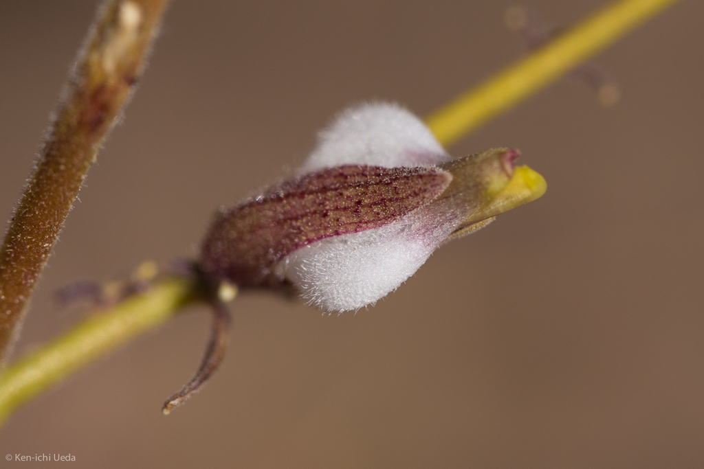 Cordylanthus nevinii (Nevin's bird's beak), native California herb