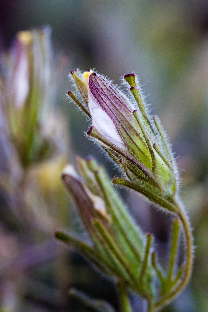 Cordylanthus nidularius (Mount diablo bird's-beak), native California herb