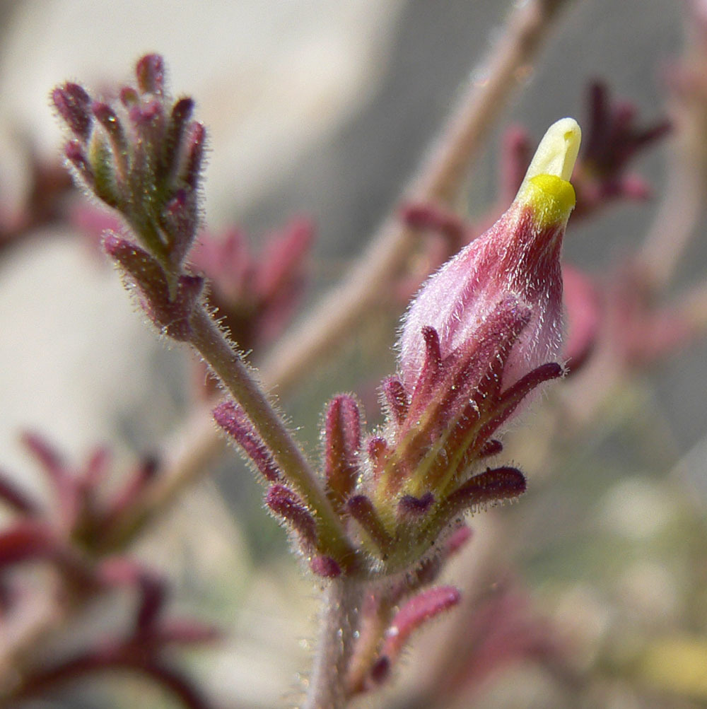 Cordylanthus parviflorus (Small-flowered bird's-beak), native California herb