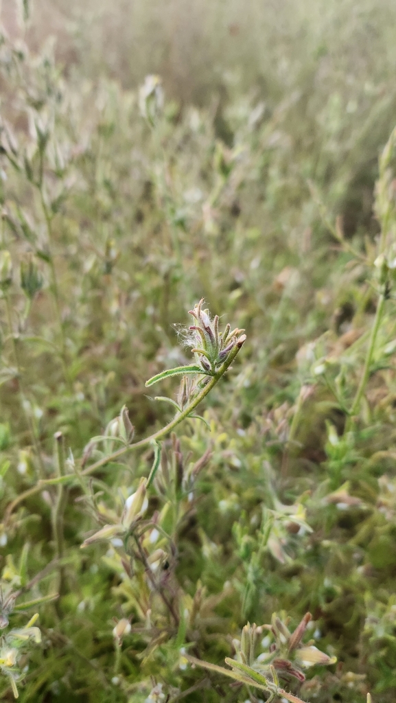 Cordylanthus pilosus — parent species of Cordylanthus pilosus subsp. trifidus