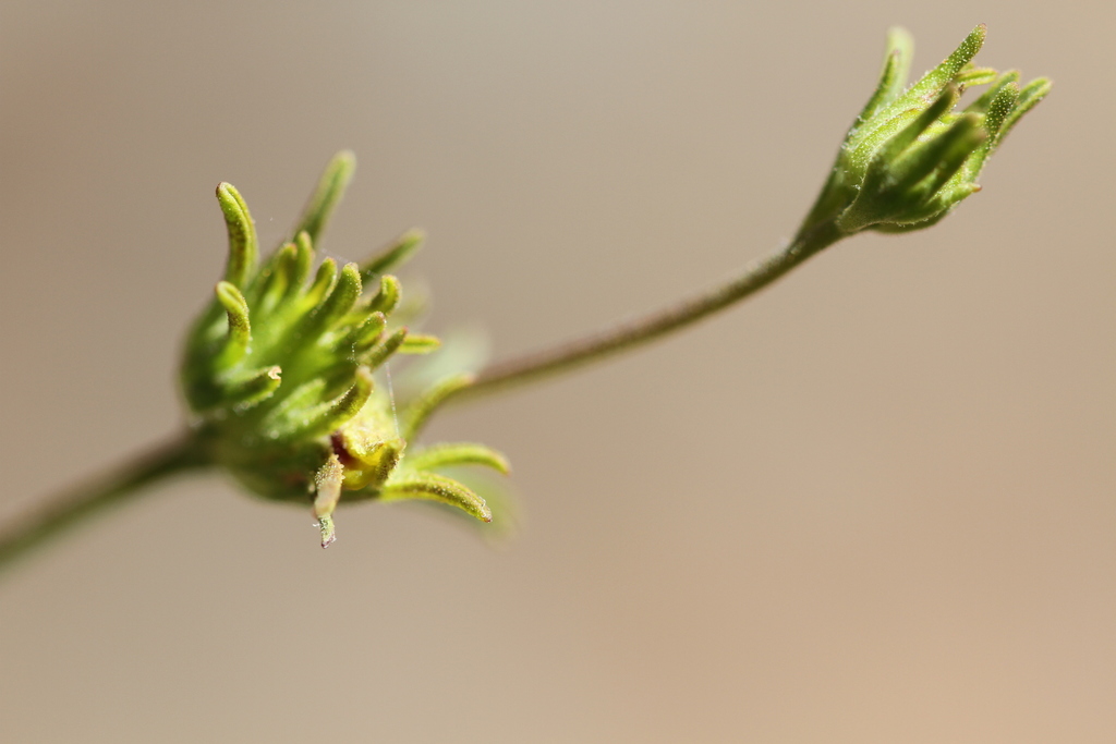 Cordylanthus pringlei (Pringle's bird's beak), native California herb