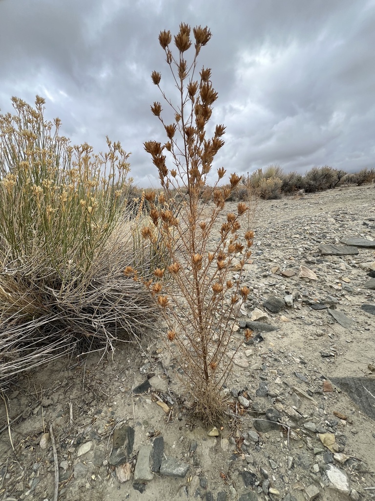 Cordylanthus ramosus (Bushy bird's beak), native California herb