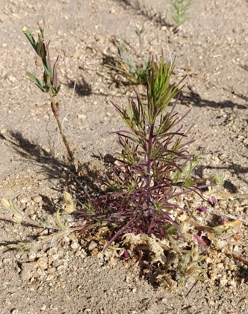 Cordylanthus rigidus subsp. rigidus, native California herb