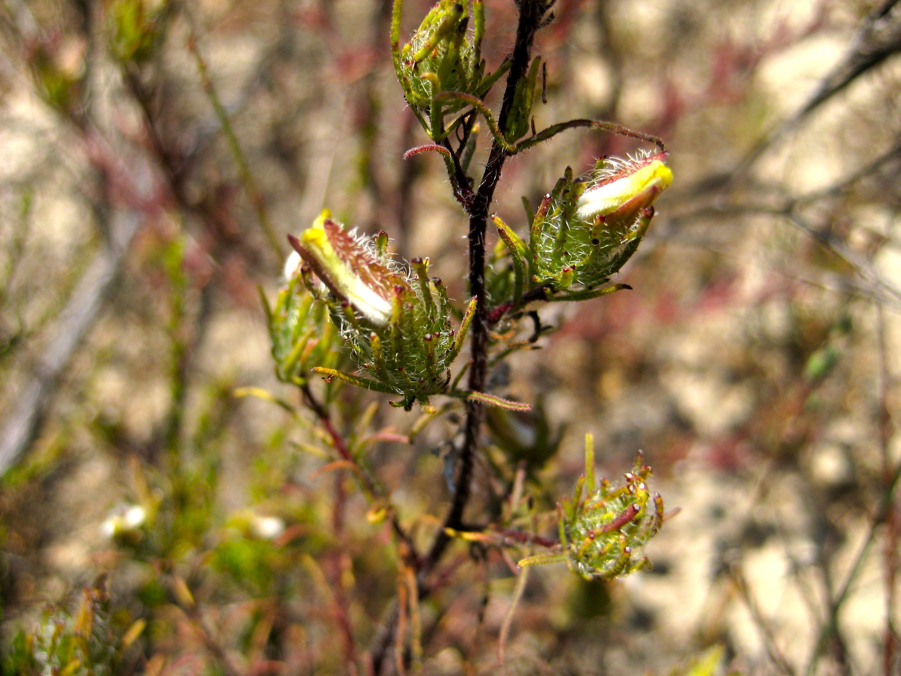 Cordylanthus rigidus (Rigid bird's beak), native California herb
