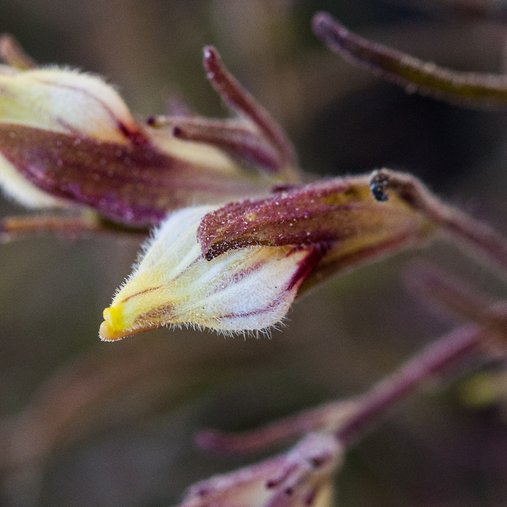Cordylanthus tenuis subsp. barbatus (Fresno county bird's-beak), native California herb