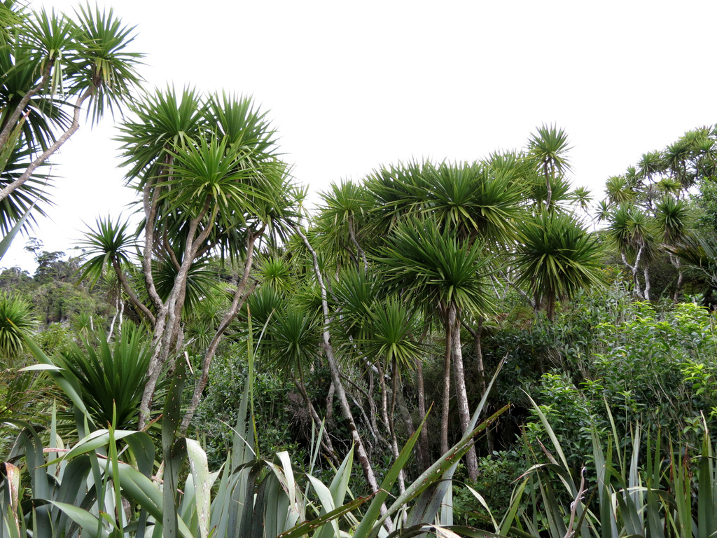 Cordyline australis (New zealand cabbage tree), non-native California tree