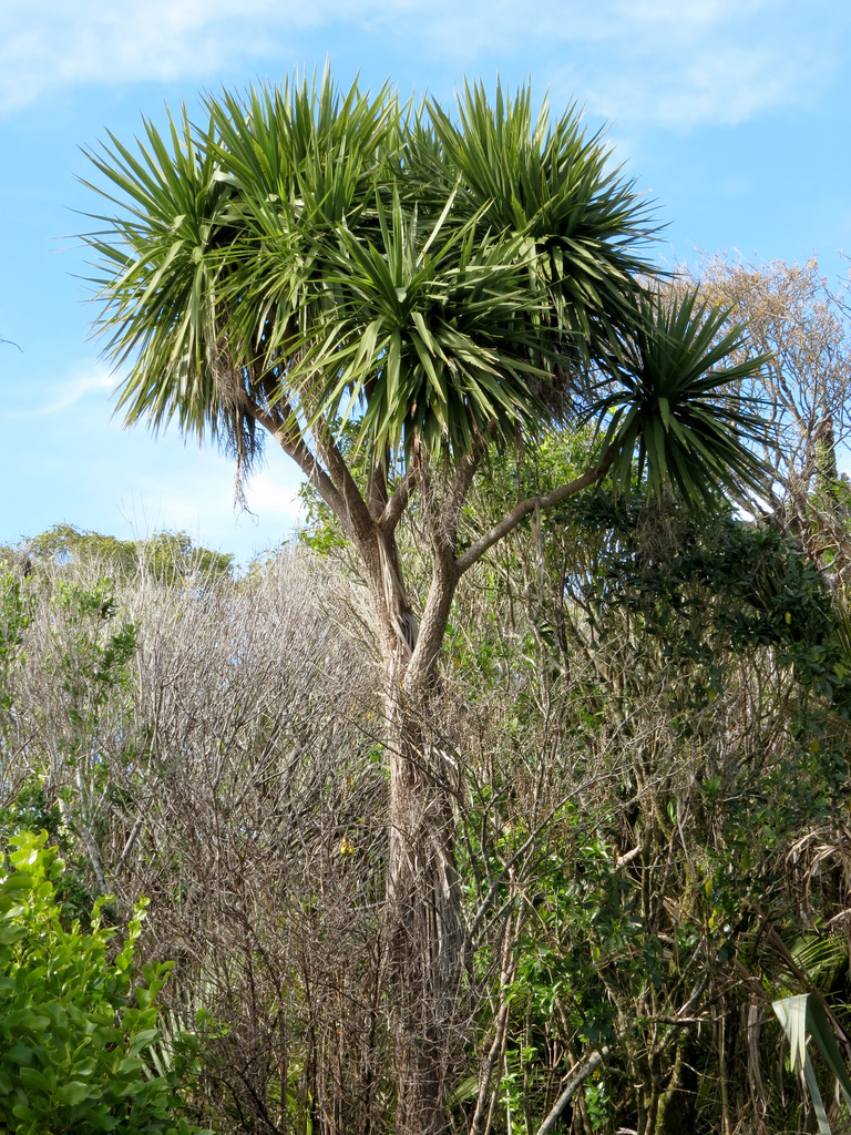 Cordyline sp. (Cabbage tree), non-native California perennial
