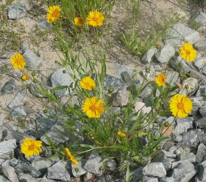 Coreopsis lanceolata (Garden coreopsis), non-native California herb