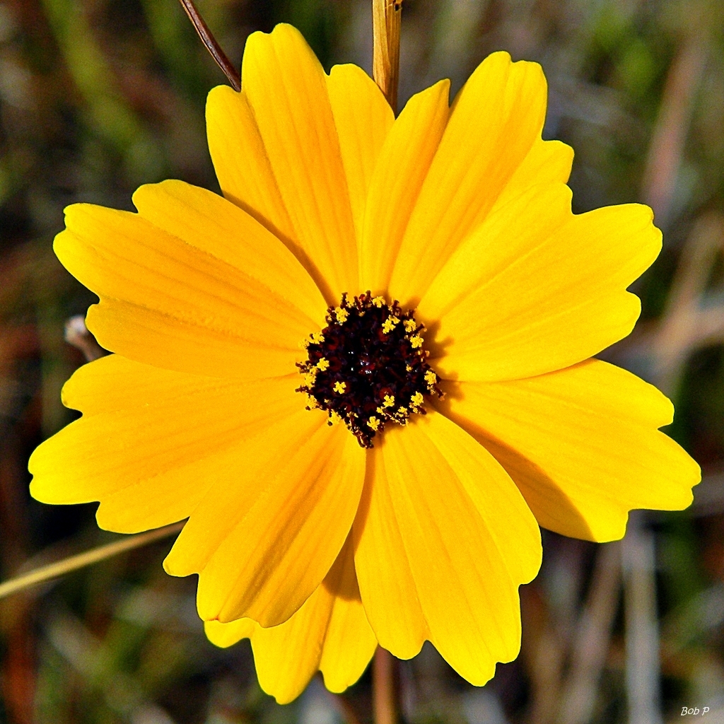 Coreopsis sp., non-native California perennial