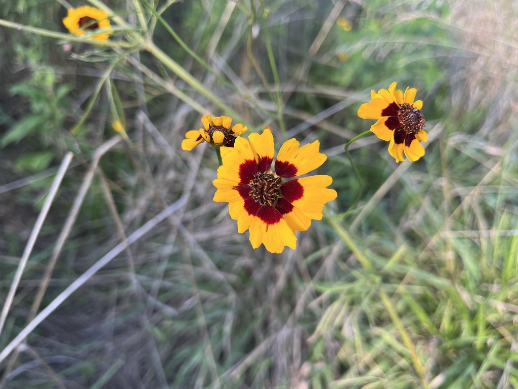 Coreopsis tinctoria (Calliopsis), non-native California herb