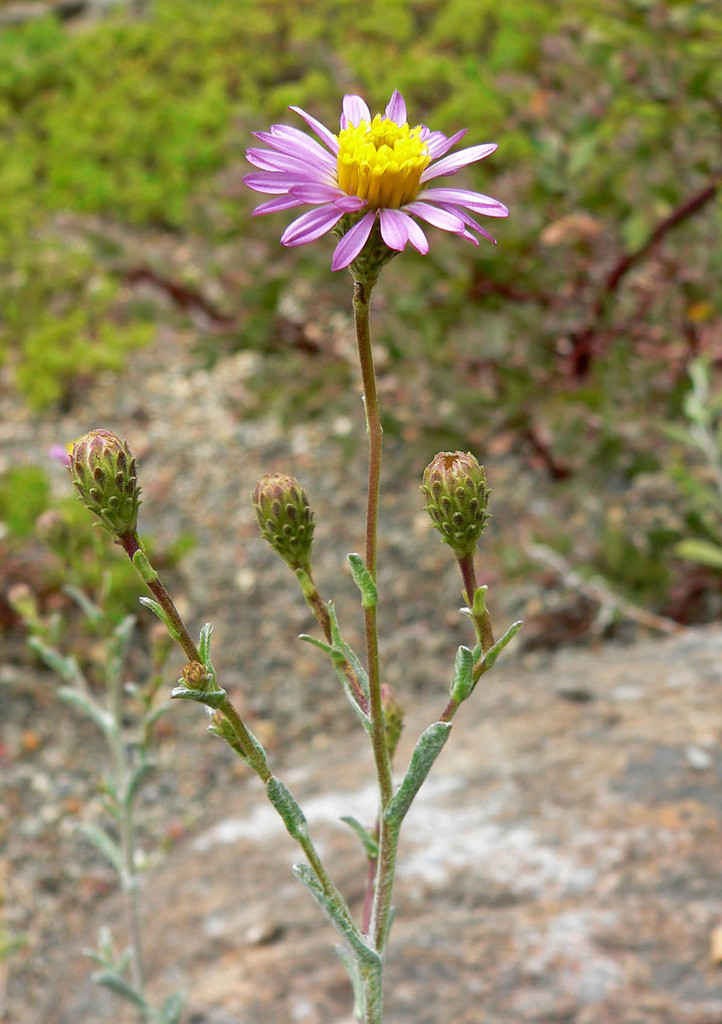 Corethrogyne filaginifolia var. incana (San Diego sand aster), California species