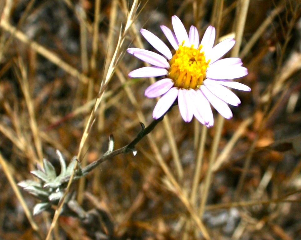 Corethrogyne filaginifolia (Common sandaster), native California subshrub