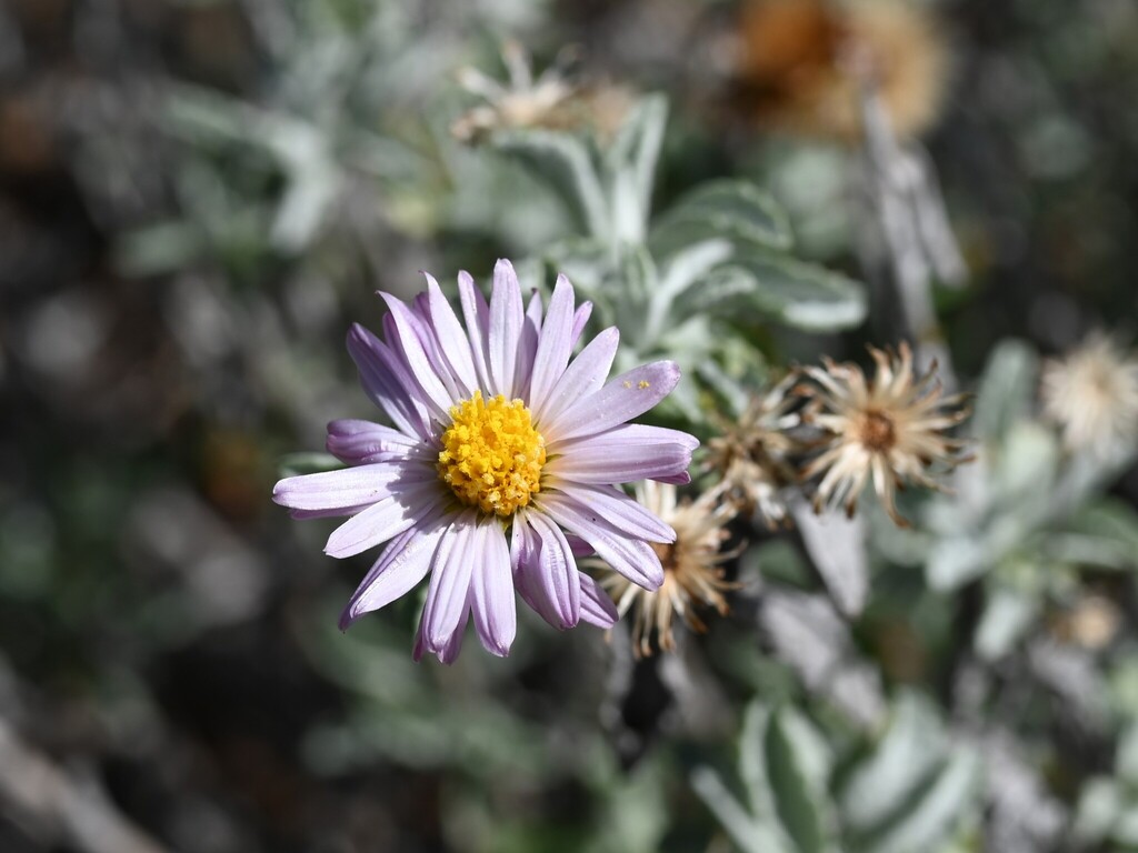 Corethrogyne leucophylla (branching beach aster), California species