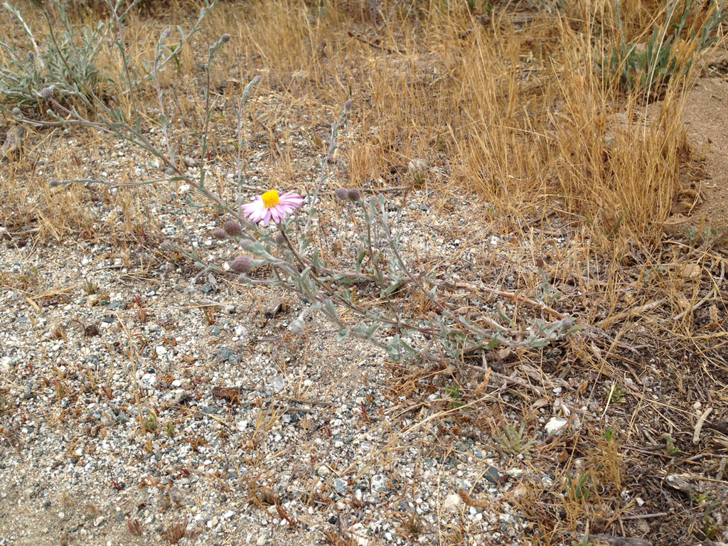 Corethrogyne sp. (California-aster), native California annual