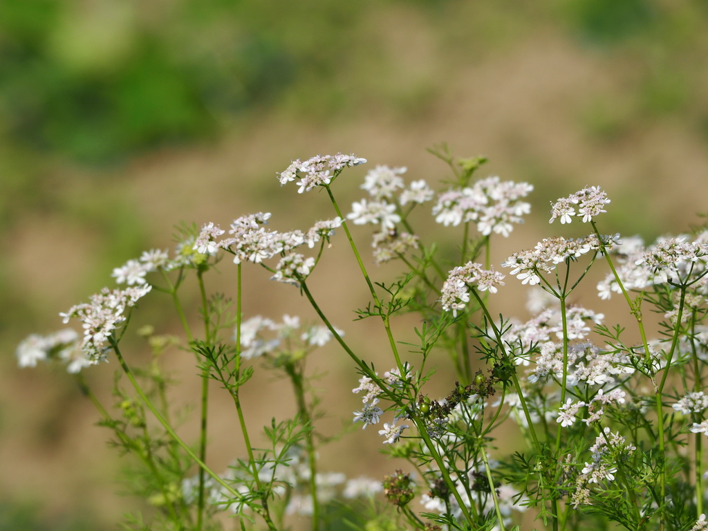 Coriandrum sativum (Coriander), non-native California herb