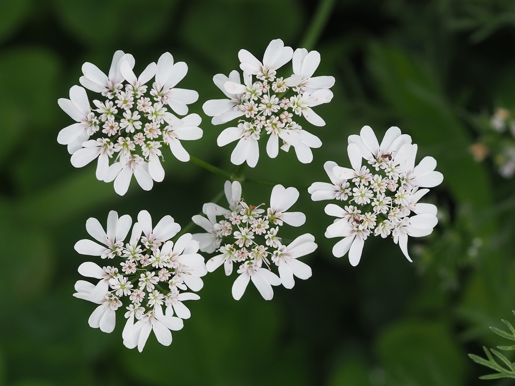 Coriandrum sp., non-native California annual