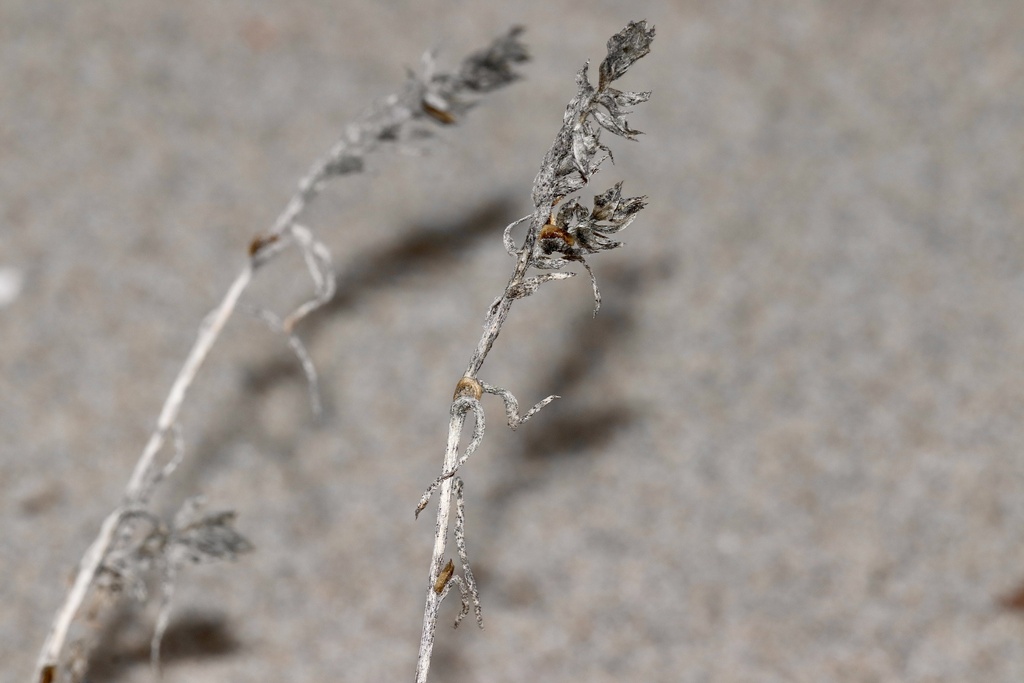 Corispermum americanum var. americanum (American bugseed), native California herb