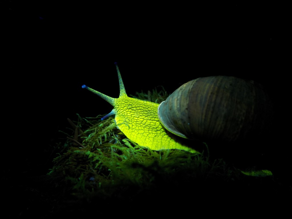 Cornu aspersum (Garden Snail), California species