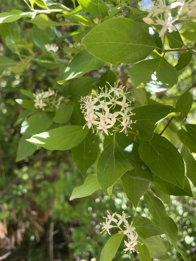 Cornus glabrata (Brown dogwood), native California shrub / tree