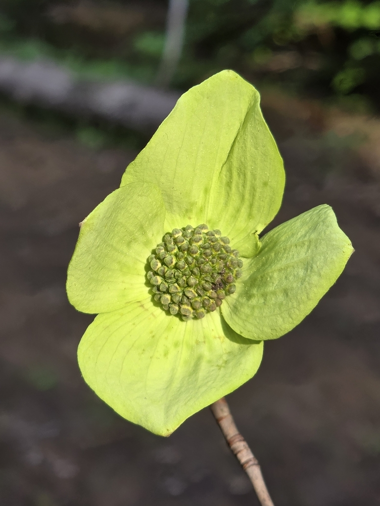 Cornus nuttallii (Mountain dogwood), native California tree