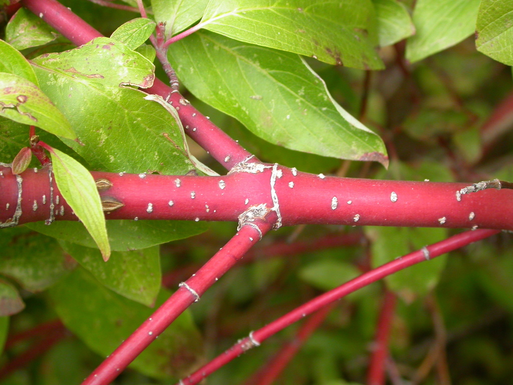 Cornus sericea subsp. sericea, native California shrub