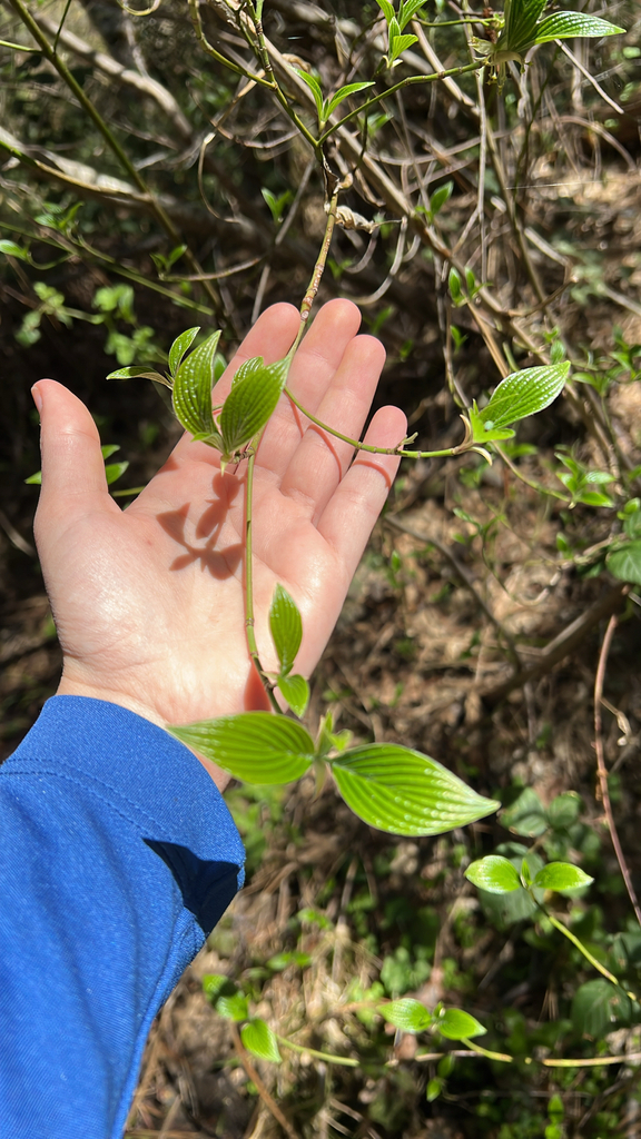 Cornus sessilis (Blackfruit dogwood), native California shrub / tree