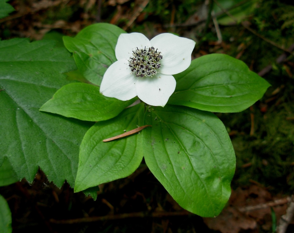 Cornus unalaschkensis (Bunchberry), native California shrub