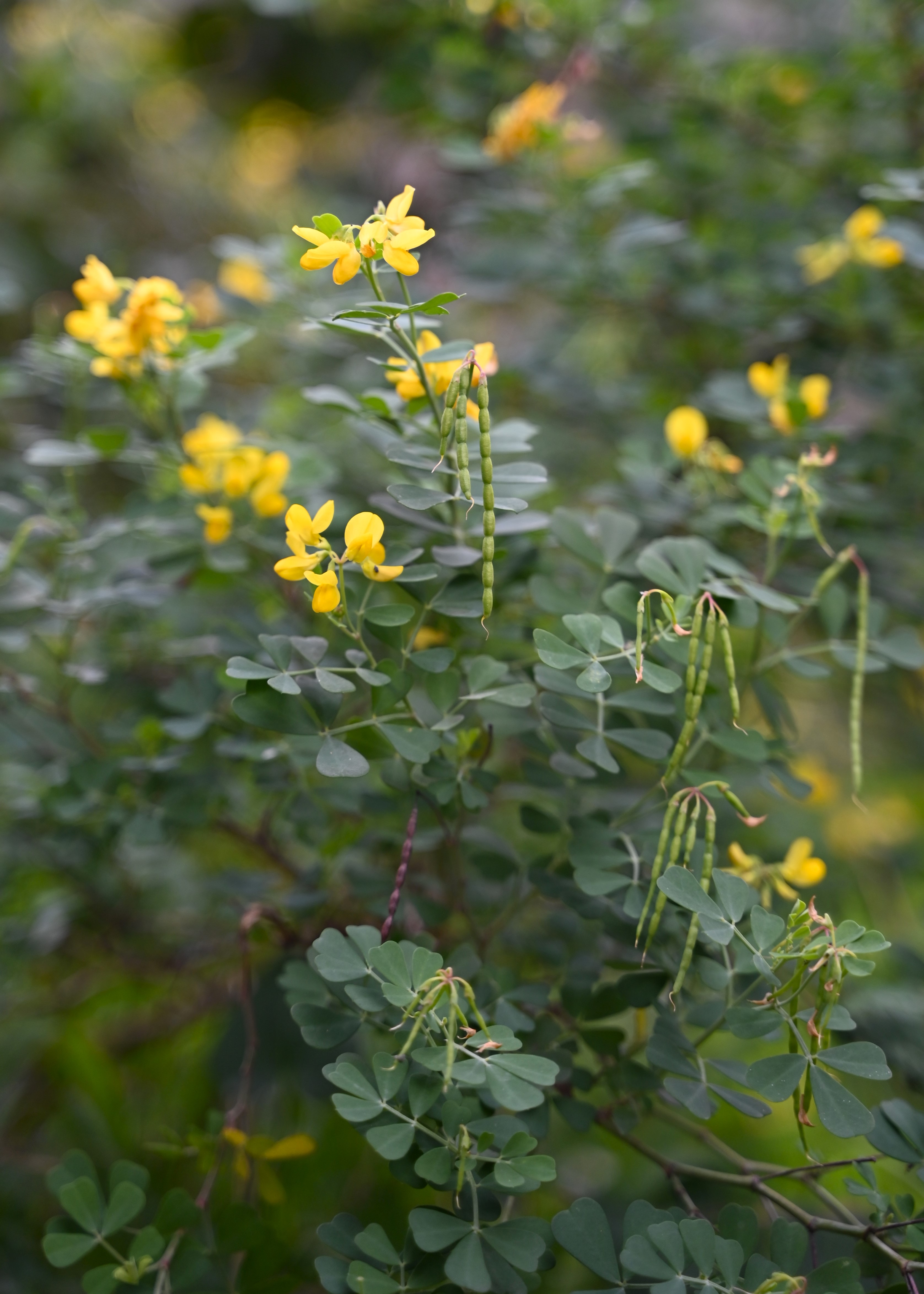 Coronilla valentina subsp. glauca, non-native California perennial