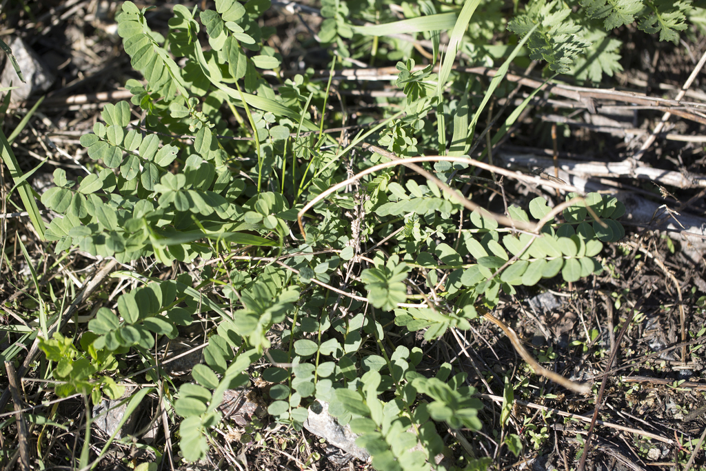 Coronilla varia (Crown vetch), non-native California vine