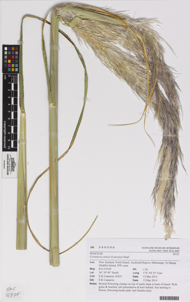 Cortaderia jubata (Purple pampas grass), non-native California grass