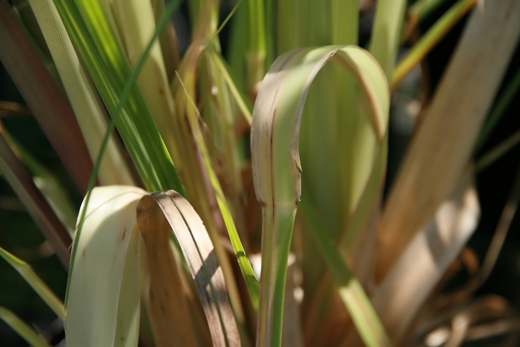 Cortaderia selloana (Pampas grass), non-native California grass