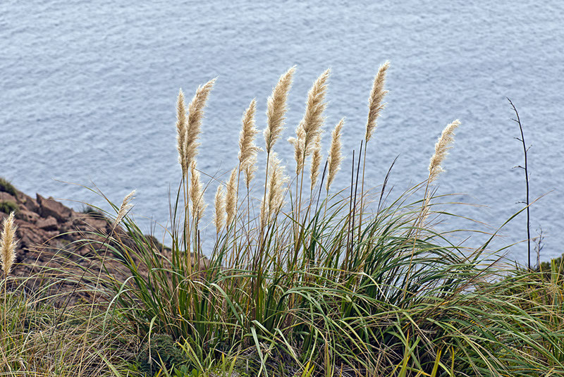 Cortaderia sp., non-native California perennial