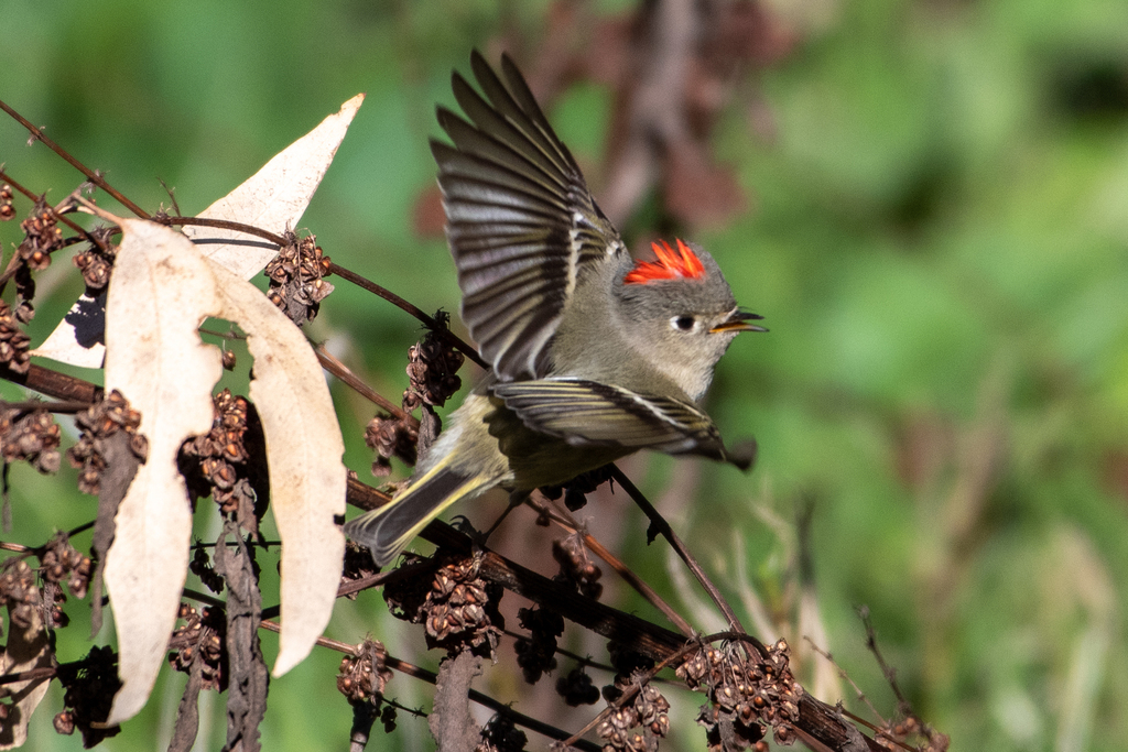 Corthylio calendula (Ruby-crowned Kinglet), California species