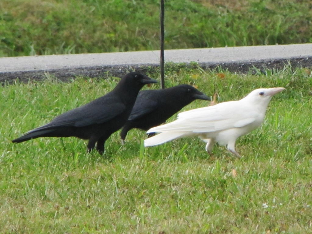 Corvus brachyrhynchos (American Crow), California species