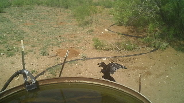 Corvus cryptoleucus (Chihuahuan Raven), California species