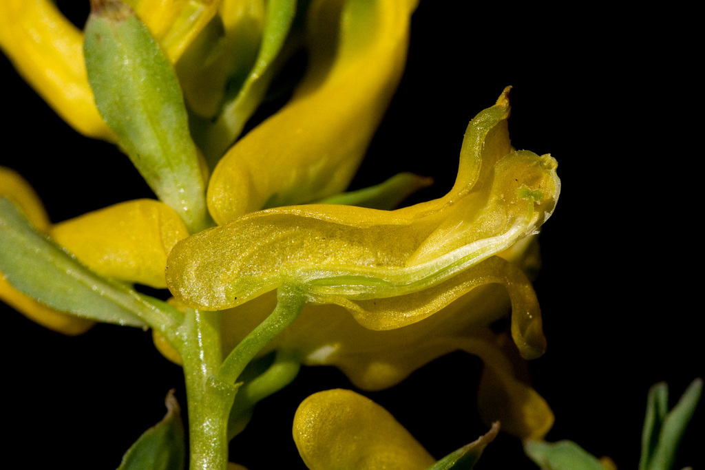 Corydalis aurea (Golden corydalis), native California herb