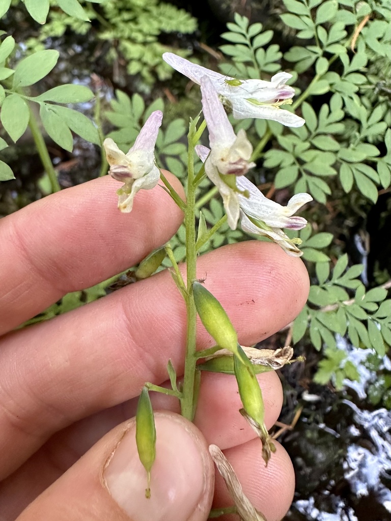 Corydalis caseana subsp. caseana (Sierra corydalis), native California herb