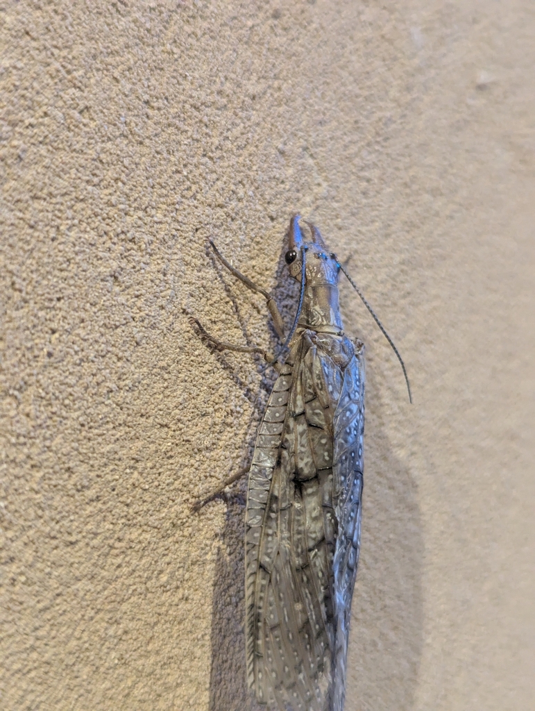 Corydalus texanus (Western Dobsonfly), California species