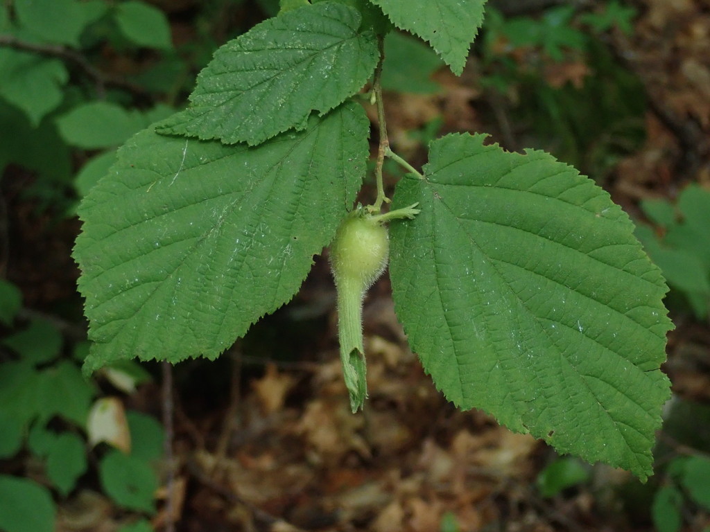 Corylus cornuta subsp. californica (California hazel), native California shrub / tree