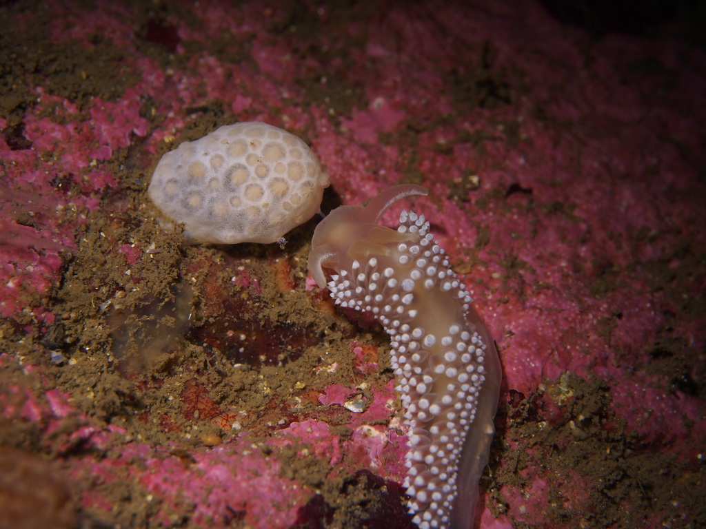 Coryphella trilineata (Three-lined Aeolid), California species