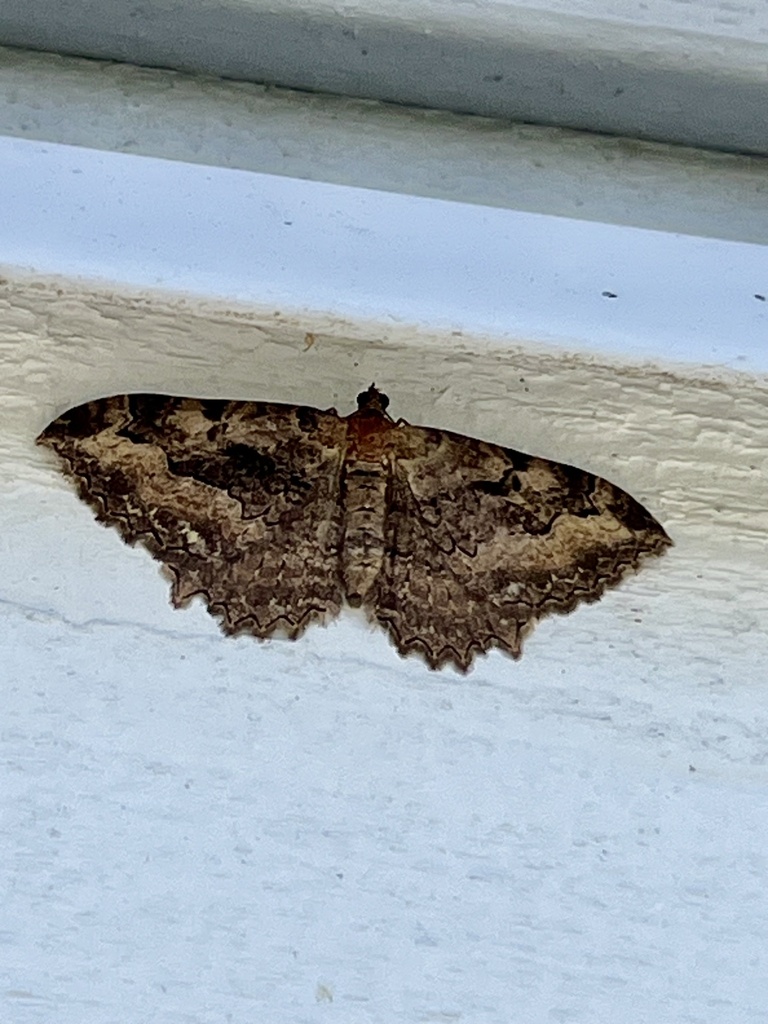 Coryphista meadii (Barberry Geometer), California species